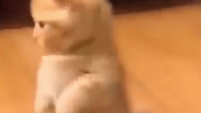 Dancing kitty.