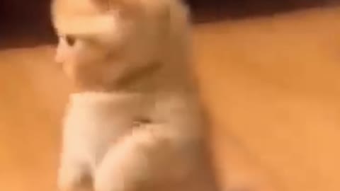 Dancing kitty.