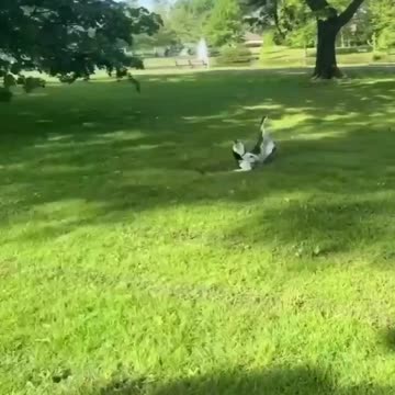 Enjoy dogi with friends in garden