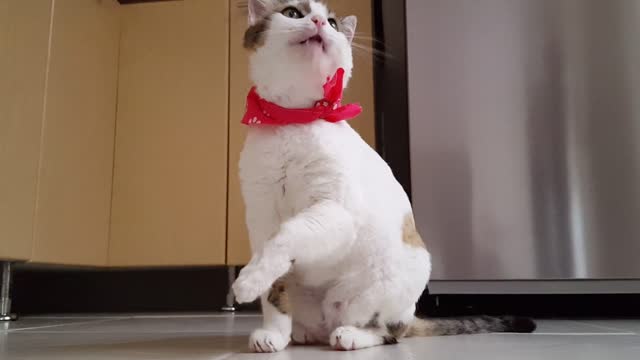 How beautiful cats are .