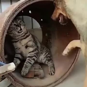 💘😹 🐶🤣 #Short Funny Cats 🤣 videos part 2 #cat #shorts #viral