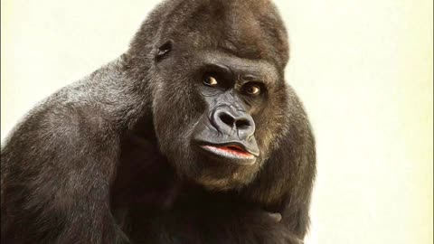 Monkey type
