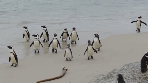 Enjoy Army of penguins