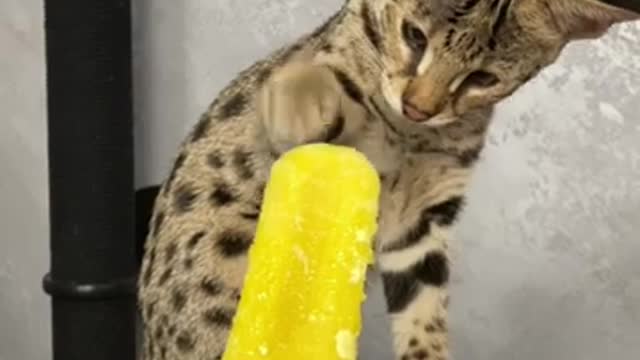 Саванна и фруктовое мороженое 🐆🍦_savannahf1 _richcatsss