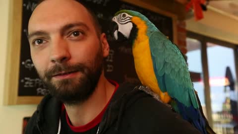 Super Strong parrot Jack opens beer bottles with his beak!