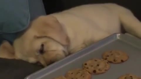 Cute Dog Sleeping