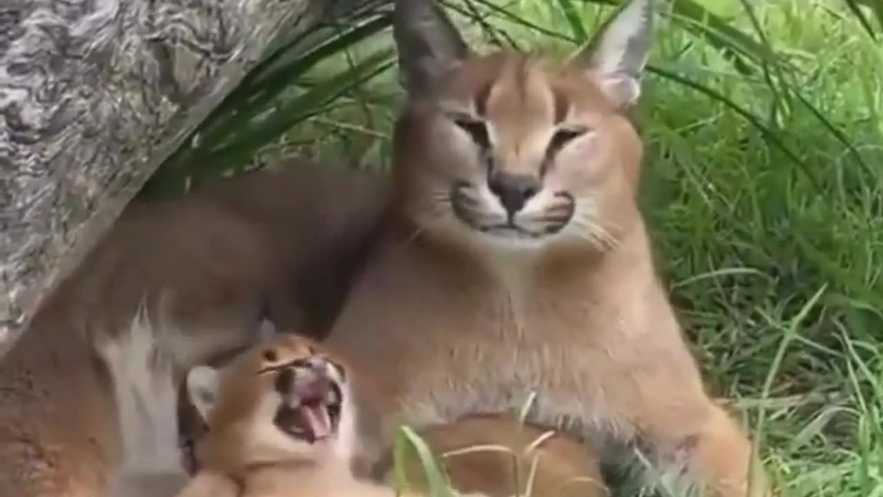 mother is teaching to Child--cute animals #shorts #animals #youtubeshorts #cat #tiktok #viral