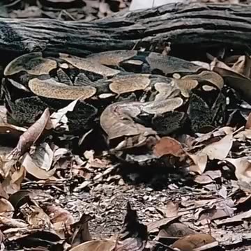 Pyhton vs Other animals fight - Animal world