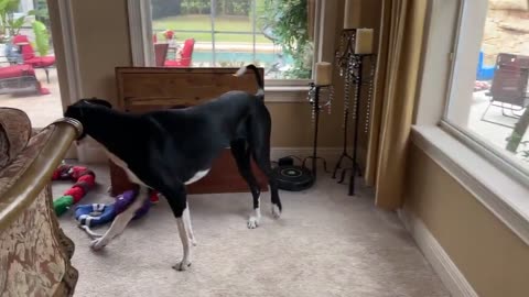 Great Dane stops robot vacuum to play with toys