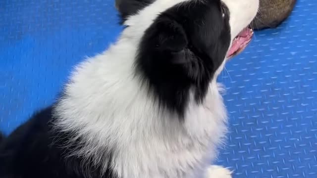 Chó săn cùng với dúi bạn nghĩ có tình bạn giữa hai đứa nó không