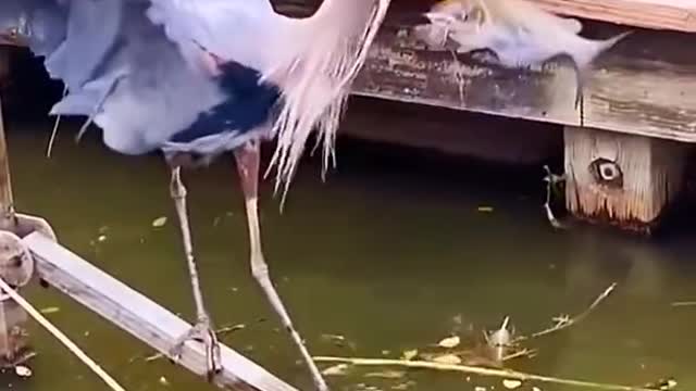 Artful Bird Fishing