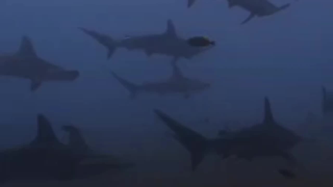 Hammerheads cruising along the sand