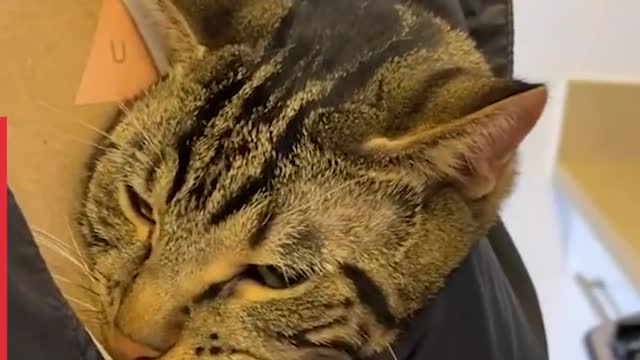 Ultimate Cat Dad this is true love [WATCH TIL ENDWILL SURPRISE YOU]