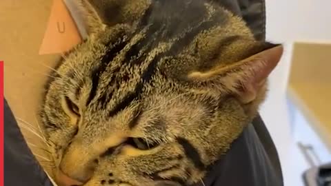 Ultimate Cat Dad this is true love [WATCH TIL ENDWILL SURPRISE YOU]