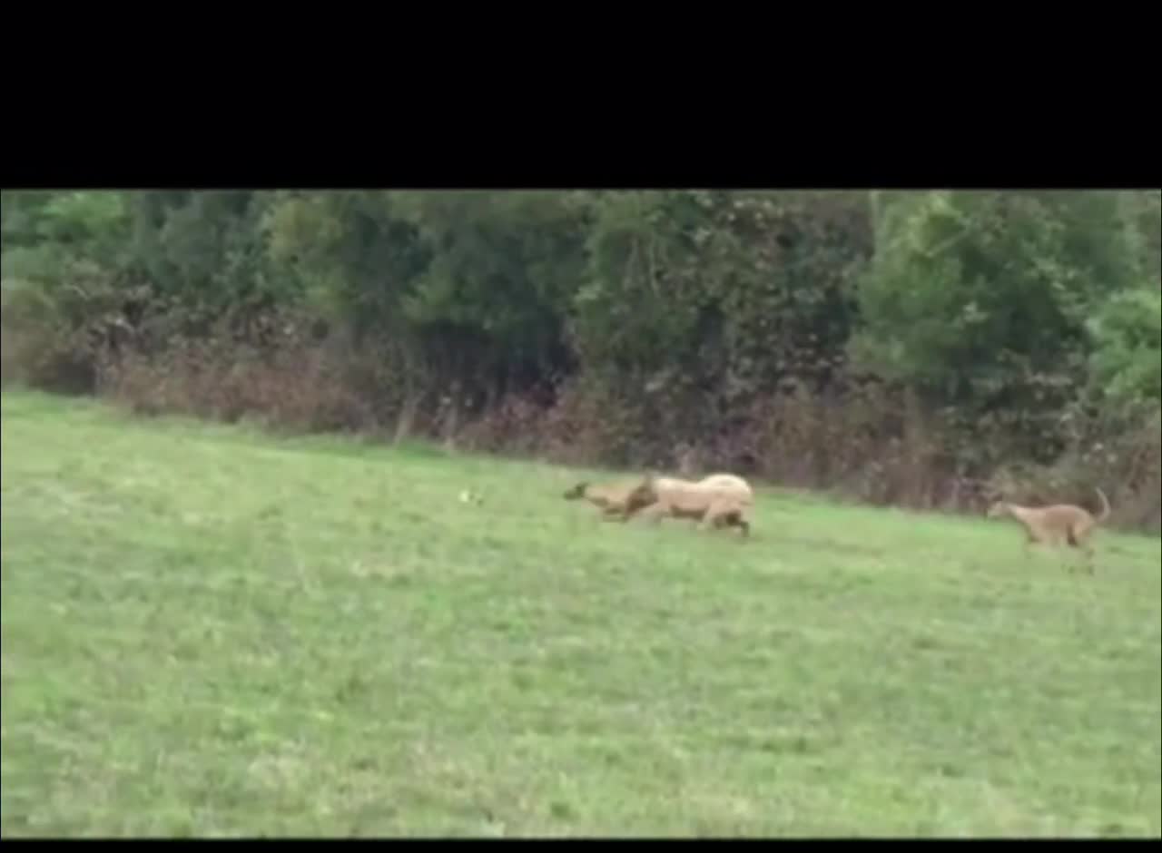 Dog chasing