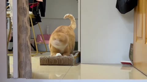 My cat's routine of getting up