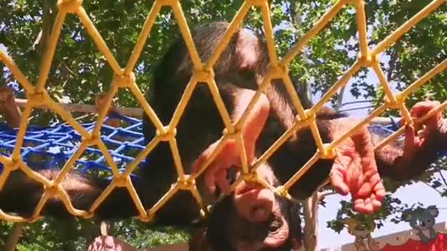 orangutans