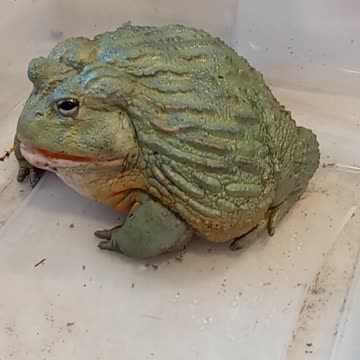 Boomer Eats a Cricket