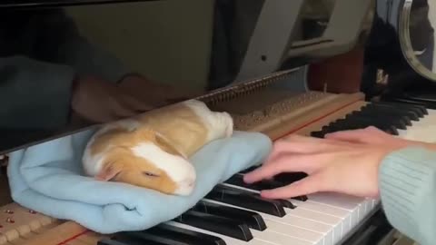 Loves The Piano