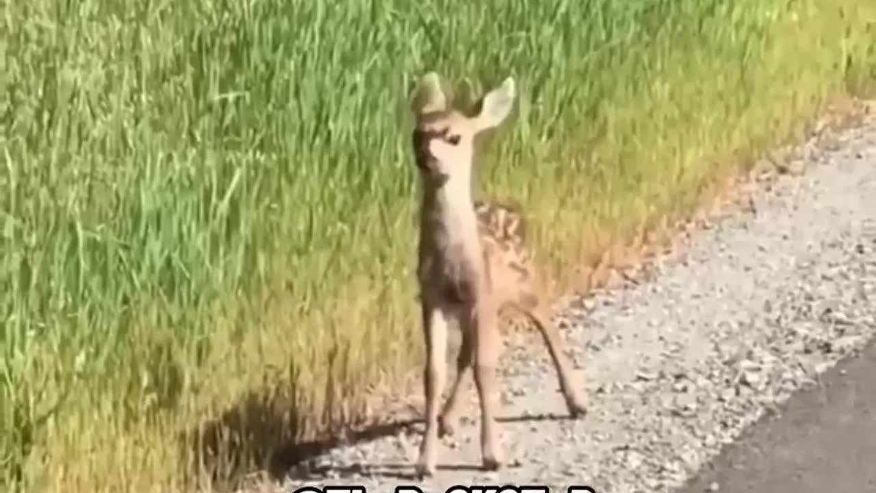 Bambi get lost again !🙈🤣