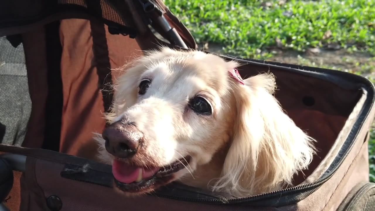 "Paws and Play: Heartwarming Dog Moments."