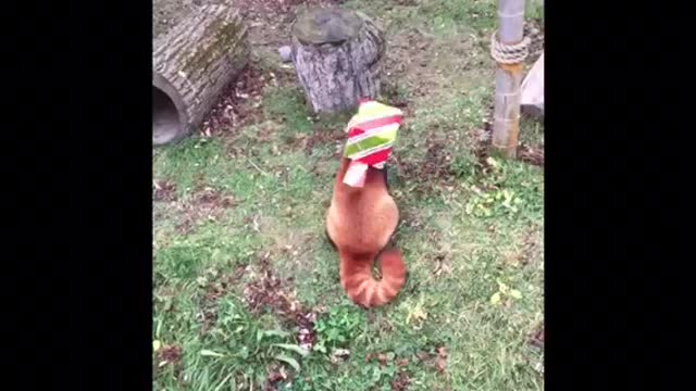 Red Panda gets head caught in Christmas package