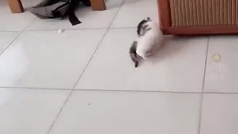 Funny cat