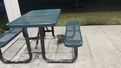 Mama Opossum Carries Seven Babies on Her Back