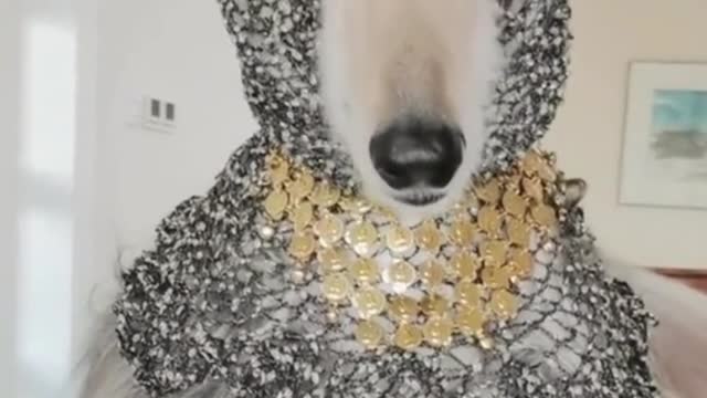 It's funny to dress a dog like that
