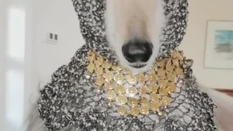 It's funny to dress a dog like that
