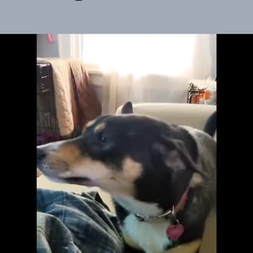 checked the dog's nerves