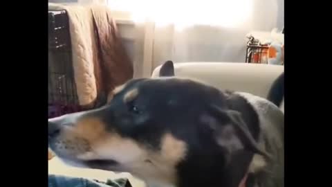 checked the dog's nerves
