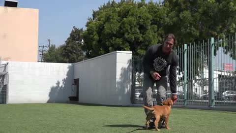 Puppy Training at the Shelter - What are the First Things to Teach a Puppy