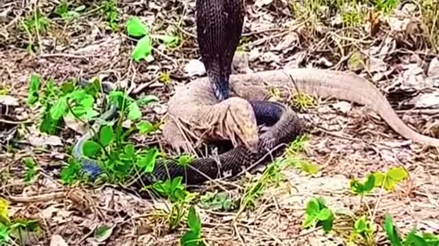 King cobra Vs Lizard #wildanimals #snake #kingcobra #lizard #animals