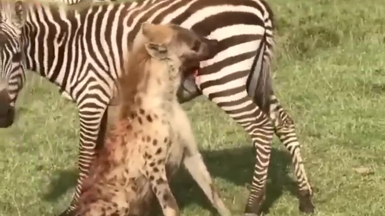 Hyena eat zebra alive