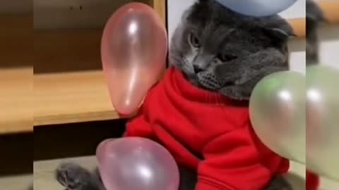 Best Pet Videos! - CUTE PETS - For Pet Lovers #2