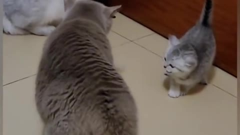 Funny cat fighting