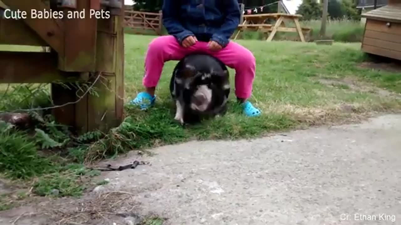 Funny animals chasing unsuspecting people