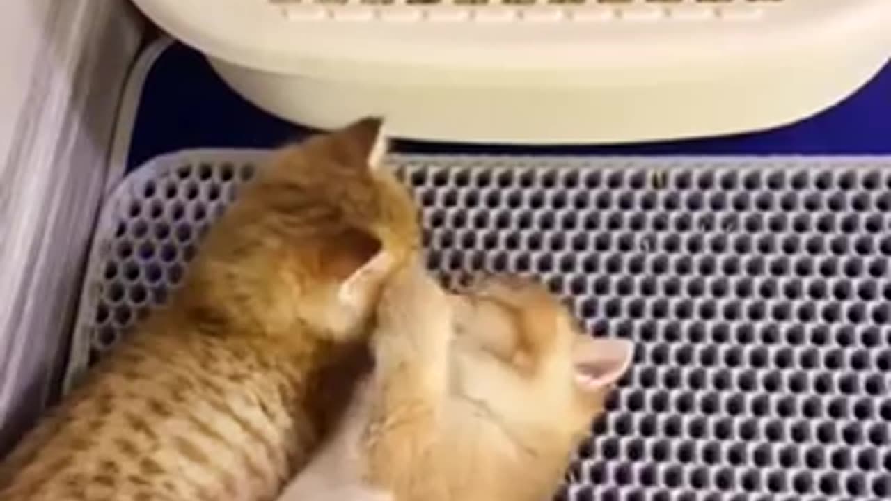 Beautiful cat trending video