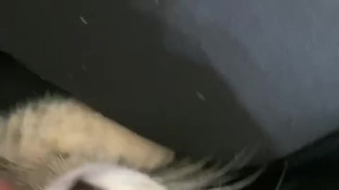 Meow