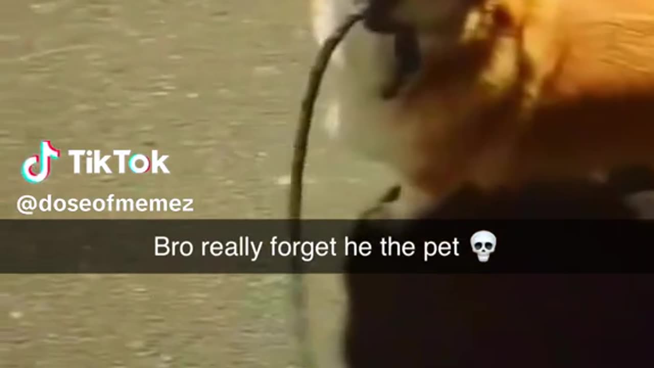 This Dog Forgot He's A Pet