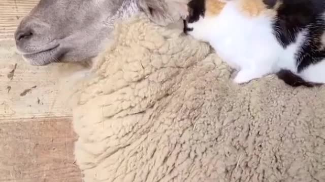 Cat want to be sleep with sheep