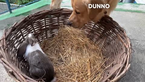 Gentle Golden Retriever Meets A Bunny For The First Time