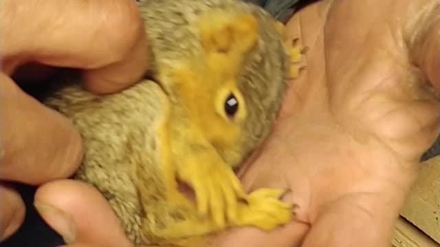 Ticklish squirrel