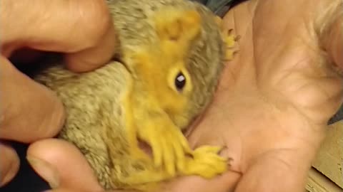 Ticklish squirrel