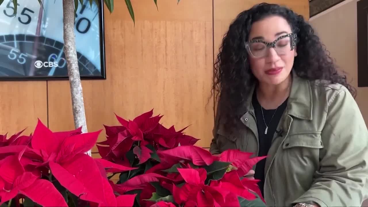 Are poinsettias deadly to pets? Here's the truth