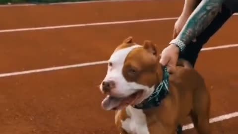 Pitbull dog barking