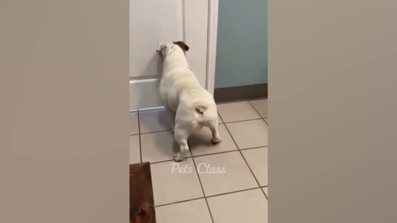Trending Funny Animals 😍 Funniest Dog's and cat's 😻🐶