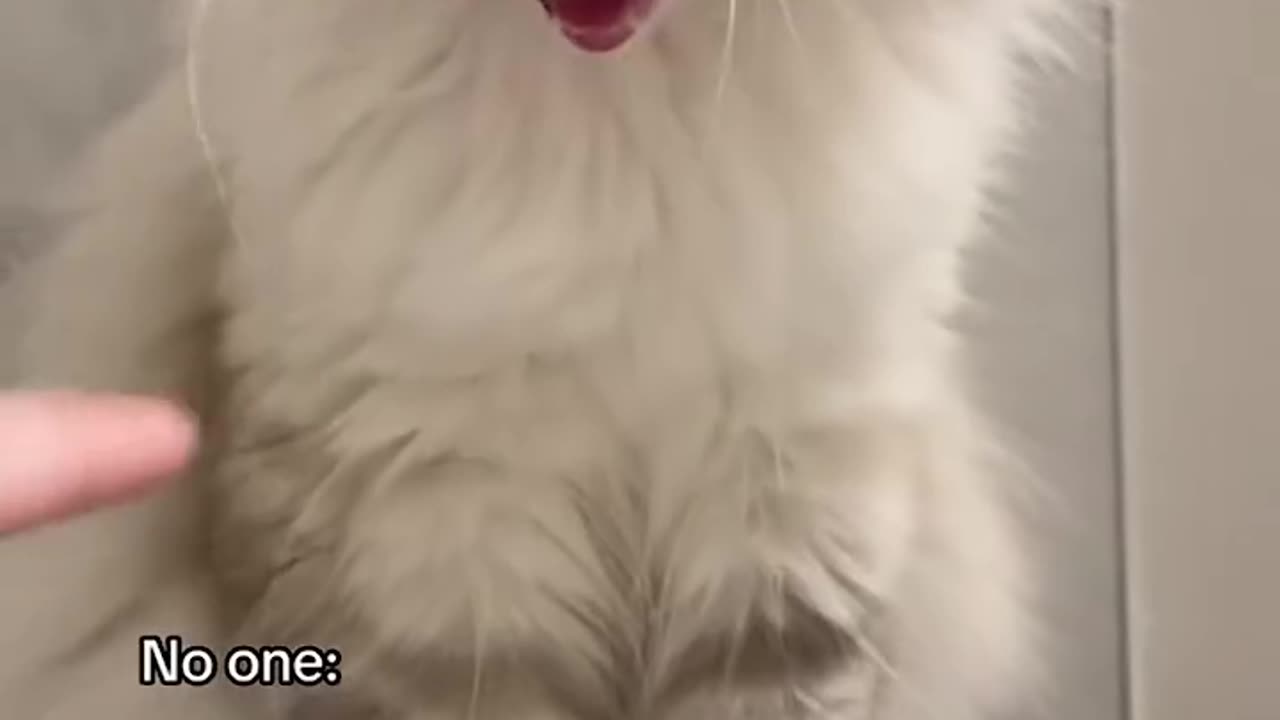 adorable cat video