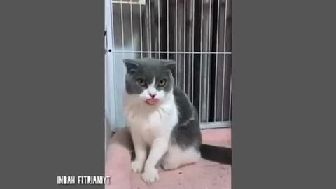 funny cat